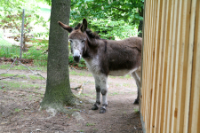images/Unsere-Tiere/luzie am stall.png